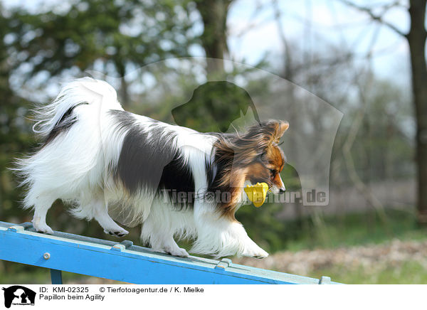 Papillon beim Agility / KMI-02325