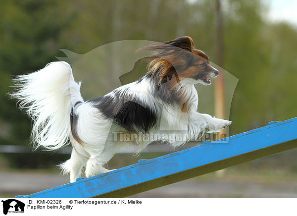 Papillon beim Agility / KMI-02326