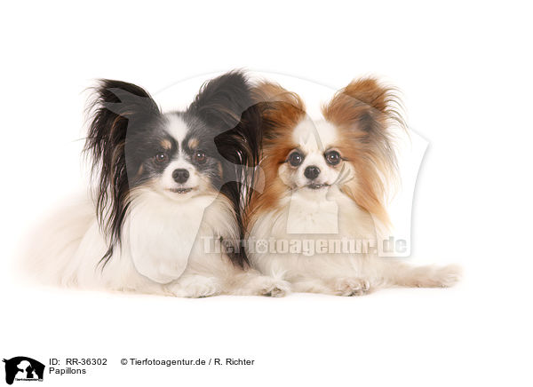 Papillons / Papillons / RR-36302