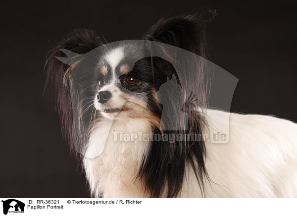 Papillon Portrait / Papillon Portrait / RR-36321