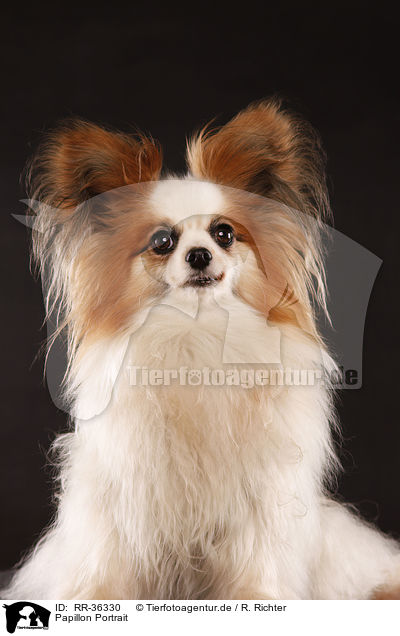 Papillon Portrait / Papillon Portrait / RR-36330