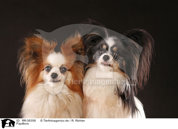 Papillons / Papillons / RR-36356