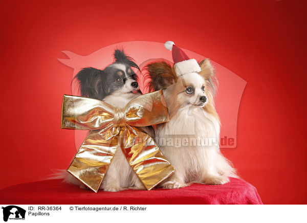 Papillons / Papillons / RR-36364