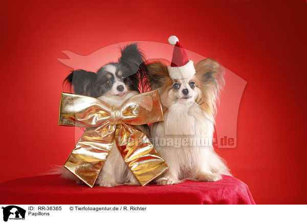 Papillons / Papillons / RR-36365