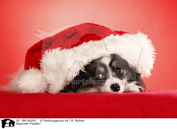 liegender Papillon / lying Papillon / RR-36369
