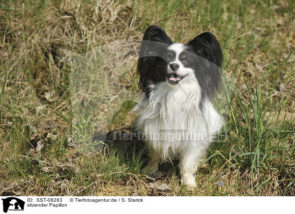 sitzender Papillon / SST-08283
