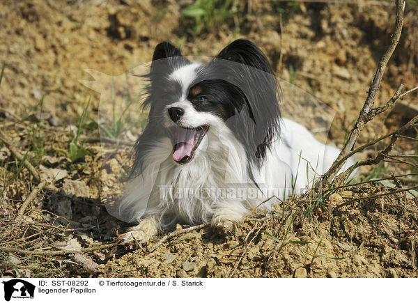 liegender Papillon / lying Papillon / SST-08292
