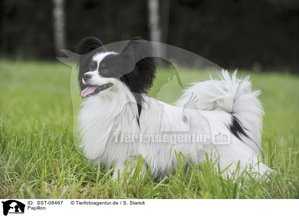 Papillon / Papillon / SST-08467