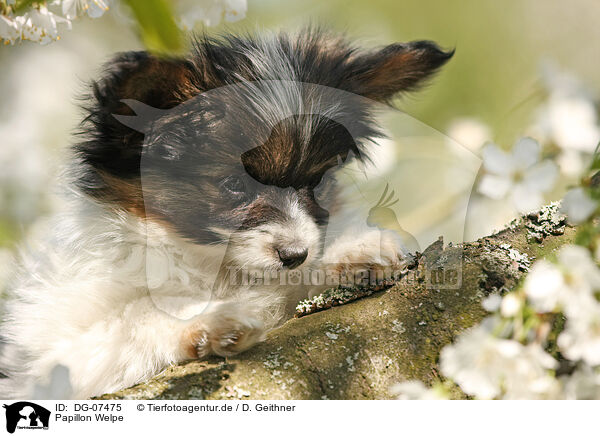 Papillon Welpe / DG-07475