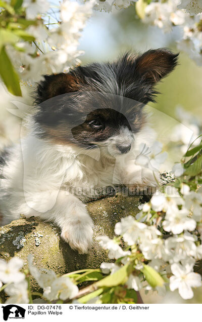 Papillon Welpe / DG-07476