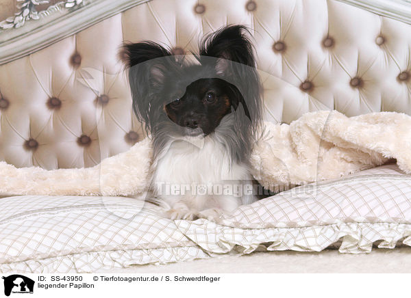 liegender Papillon / lying Papillon / SS-43950