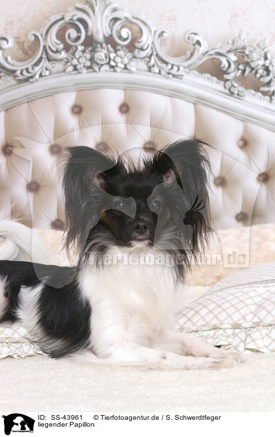 liegender Papillon / SS-43961