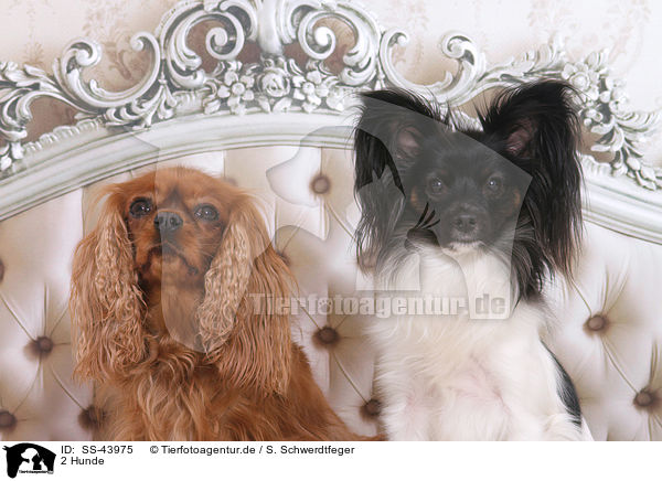 2 Hunde / 2 dogs / SS-43975