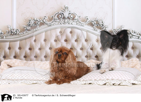 2 Hunde / SS-43977