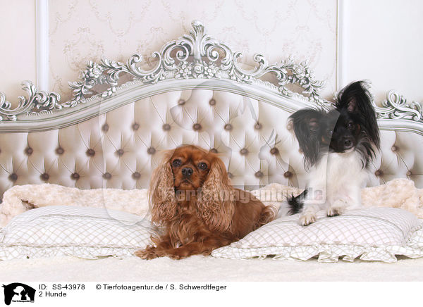 2 Hunde / 2 dogs / SS-43978