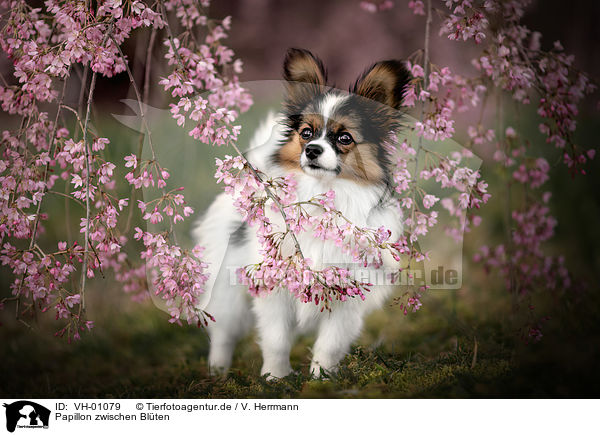 Papillon zwischen Blten / VH-01079
