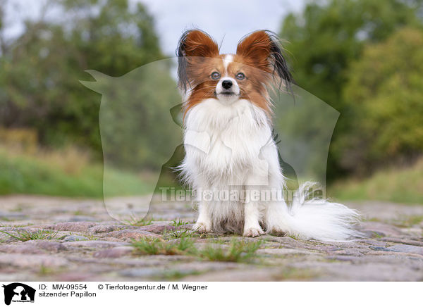 sitzender Papillon / sitting Papillon / MW-09554