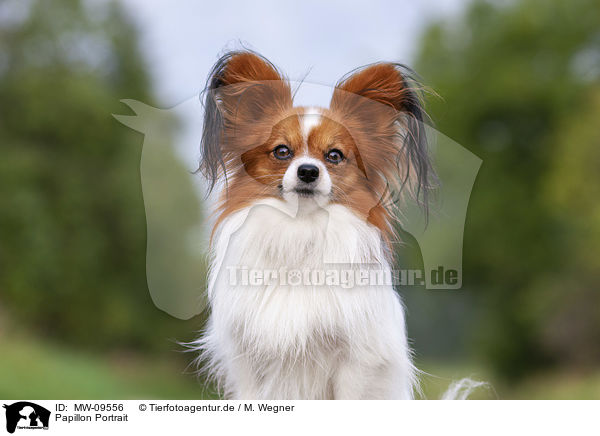 Papillon Portrait / Papillon Portrait / MW-09556