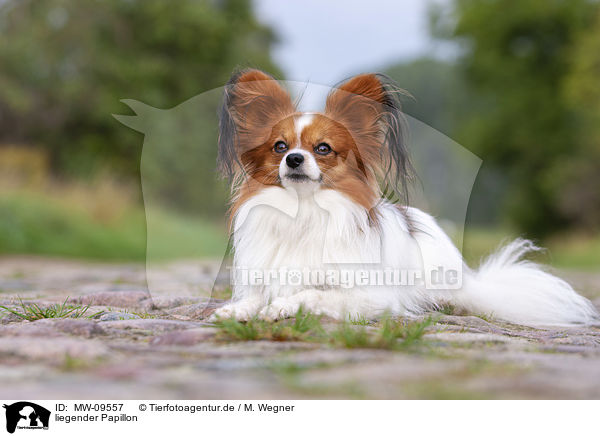 liegender Papillon / MW-09557