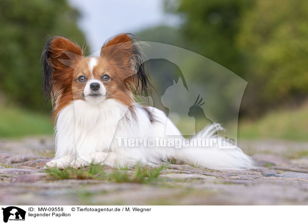 liegender Papillon / MW-09558