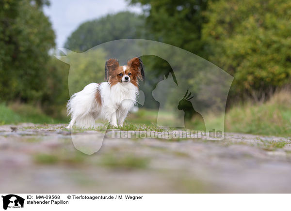 stehender Papillon / MW-09568