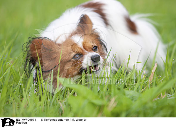 Papillon / MW-09571
