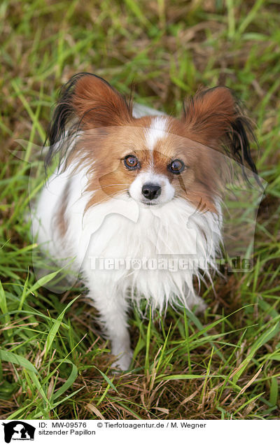 sitzender Papillon / sitting Papillon / MW-09576