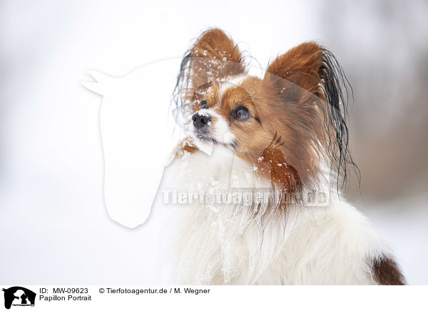 Papillon Portrait / Papillon Portrait / MW-09623