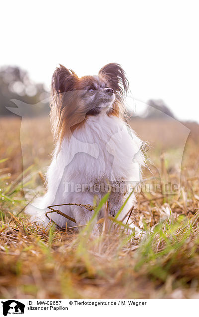 sitzender Papillon / MW-09657