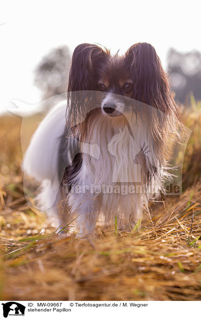 stehender Papillon / MW-09667