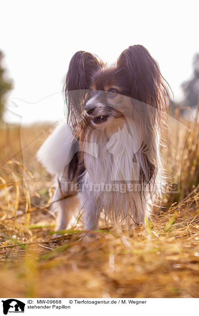 stehender Papillon / MW-09668