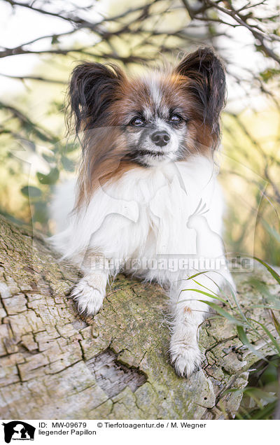 liegender Papillon / MW-09679