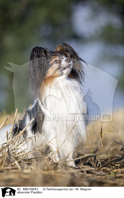 sitzender Papillon / sitting Papillon / MW-09691