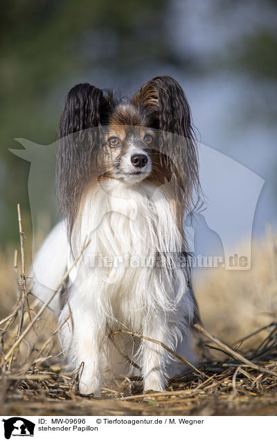 stehender Papillon / standing Papillon / MW-09696