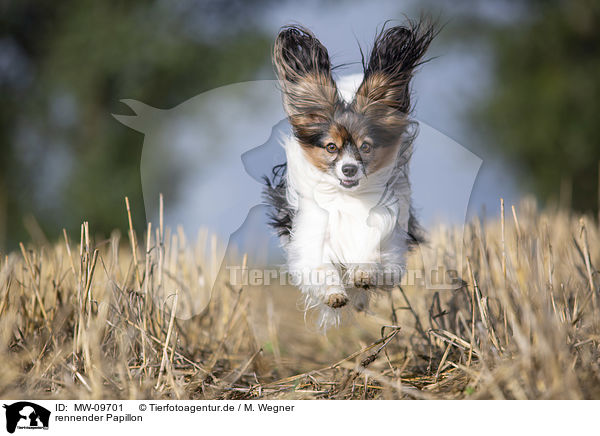 rennender Papillon / running Papillon / MW-09701