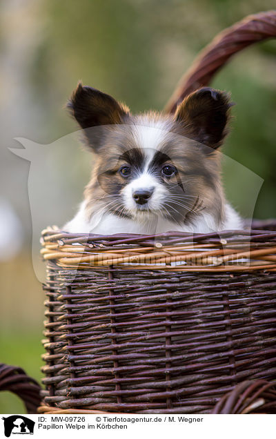 Papillon Welpe im Krbchen / Papillon puppy in the basket / MW-09726