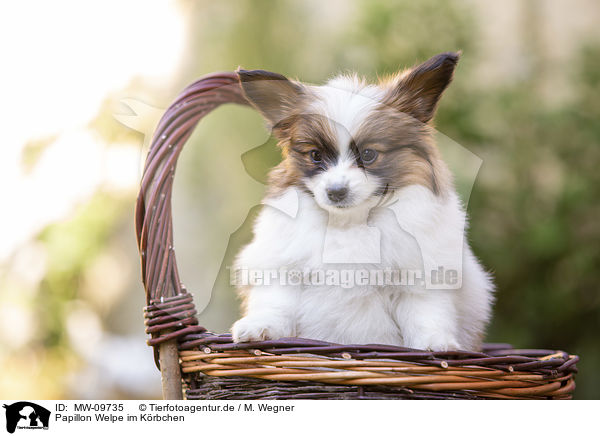 Papillon Welpe im Krbchen / MW-09735