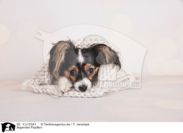 liegender Papillon / YJ-15341