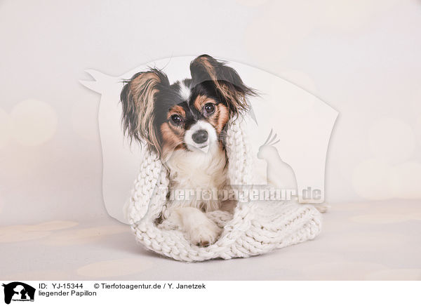 liegender Papillon / YJ-15344