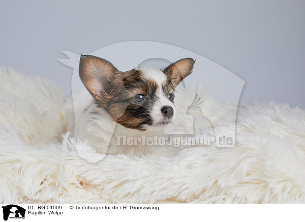 Papillon Welpe / Papillon Puppy / RG-01009