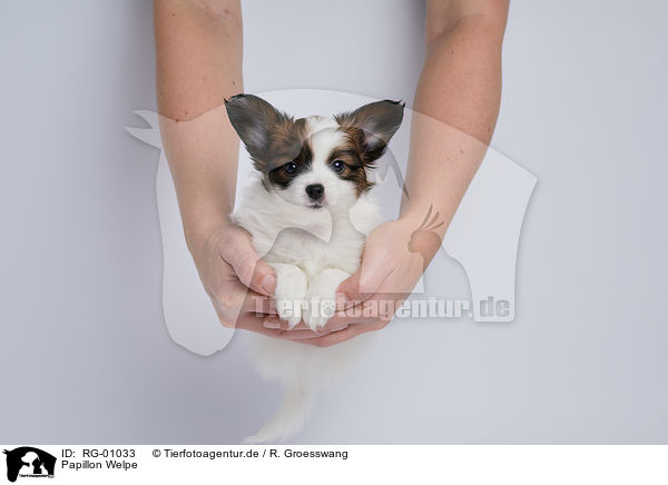 Papillon Welpe / Papillon Puppy / RG-01033