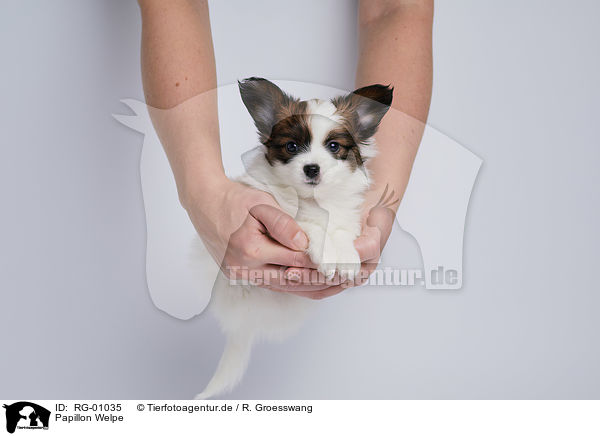 Papillon Welpe / Papillon Puppy / RG-01035