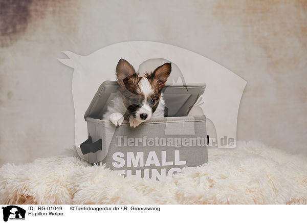 Papillon Welpe / RG-01049