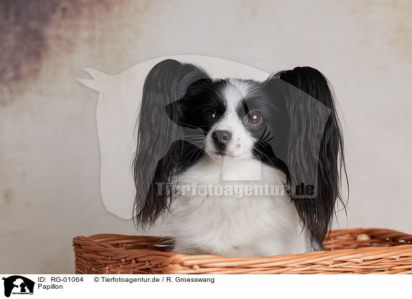 Papillon / RG-01064