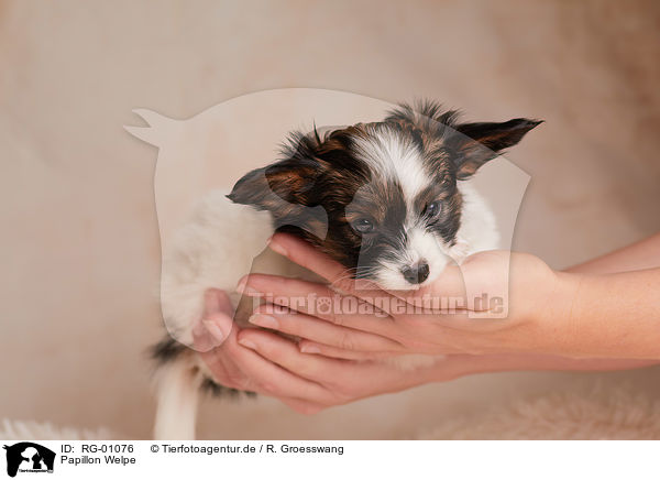 Papillon Welpe / Papillon Puppy / RG-01076