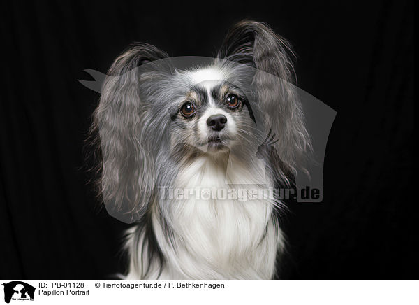 Papillon Portrait / PB-01128