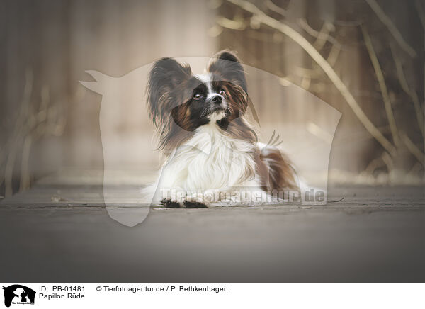 Papillon Rde / PB-01481