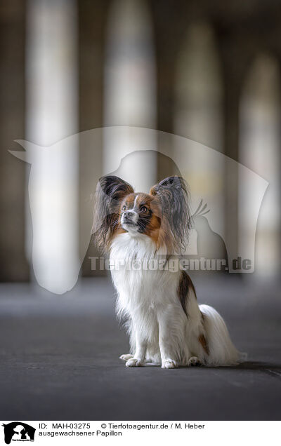ausgewachsener Papillon / adult Papillon / MAH-03275