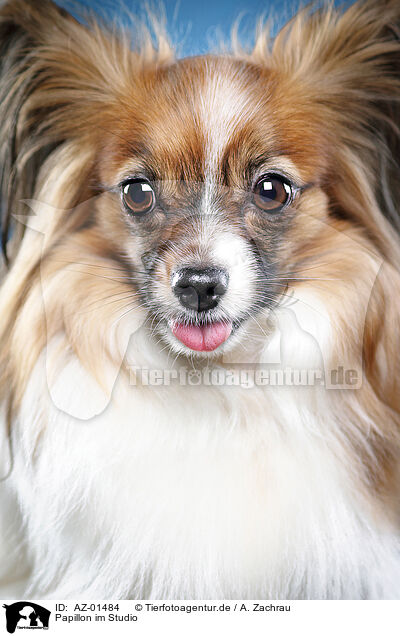 Papillon im Studio / AZ-01484