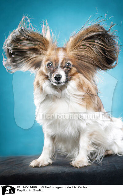 Papillon im Studio / AZ-01488